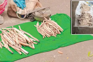 ପୂର୍‌ନୀ କନ୍ଦାରୁ ଜୀବିକା ଧନ୍ଦା ପାଲଟିଛି ଗରିବଙ୍କ ରୋଜଗାର ମାଧ୍ୟମ
