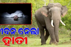 ଢେଙ୍କାନାଳରେ ଅଭାବନୀୟ ଘଟଣା: ଘରୁ ଟାଣି ନେଇ ବୃଦ୍ଧଙ୍କୁ କଚାଡ଼ି ମାରିଲା ହାତୀ