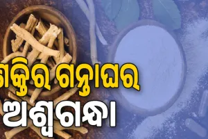ଶକ୍ତିର ଗନ୍ତାଘର ଅଶ୍ବଗନ୍ଧା…