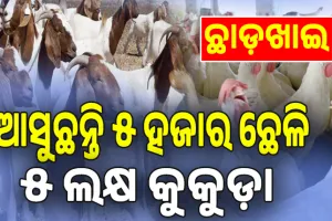 ଗୁରୁବାର ମାଡ଼ଖାଇବ; ଶୁକ୍ରବାର ହେବ ଛାଡ଼ ଭିଡ଼: ଆସୁଛନ୍ତି ୫ ହଜାର ଛେଳି, ୫ ଲକ୍ଷ କୁକୁଡ଼ା...