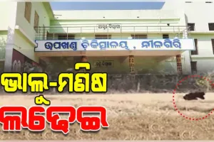 ଭାଲୁ ସହ ଲଢି ମୃତ୍ୟୁ ମୁଖରୁ ବର୍ତ୍ତିଲେ ୧୩ ବର୍ଷର ନାବାଳକ