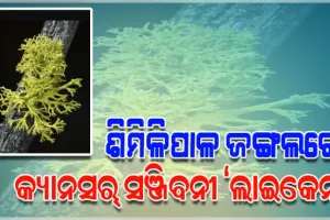 ଶିମିଳିପାଳ ଜଙ୍ଗଲରେ ରହିଛି କ୍ୟାନସର୍‌ ସଞ୍ଜିବନୀ ‘ଲାଇକେନ୍‌’