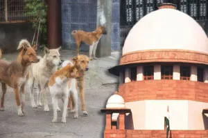 ବୁଲା କୁକୁର କାମୁଡ଼ିଲେ ରାଜ୍ୟ ସରକାର ଦେବେ ବଡ଼ କ୍ଷତିପୂରଣ, 'ଡଗ୍ ଫିଡର'ଙ୍କୁ ମଧ୍ୟ କଡ଼ା ଚେତାବନୀ ଦେଲେ ସୁପ୍ରିମକୋର୍ଟ
