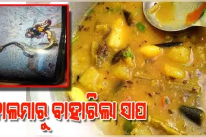ଭୋଜି ଡାଲମାରୁ ବାହାରିଲା ମଲା ସାପ, ଭୟରେ ମେଡିକାଲ ଦୌଡିଲେ ୪୦ରୁ ଉର୍ଦ୍ଧ୍ୱ ଲୋକ