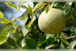 ସ୍ୱାସ୍ଥ୍ୟ ପାଇଁ ବରଦାନ 'ବେଲ ପତ୍ର', ଜାଣନ୍ତୁ ଏହାର ଆଶ୍ଚର୍ଯ୍ୟଜନକ ଔଷଧୀୟ ଗୁଣ