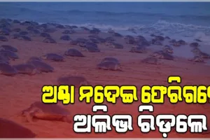 ଗହୀରମଥାରେ ଅଣ୍ଡା ନଦେଇ ଫେରିଗଲେ ଅଲିଭ ରିଡ଼ଲେ କଇଁଛ, ଚିନ୍ତାରେ ପରିବେଶବିତ୍