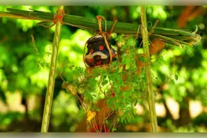 ପଣା ସଂକ୍ରାନ୍ତିରେ 'ବସୁନ୍ଧରା ଠେକି'ର ମହତ୍ତ୍ୱ: ଜାଣନ୍ତୁ ଓଡ଼ିଆ ପରମ୍ପରାରେ କାହିଁକି ରହିଛି ଏହାର ସ୍ୱତନ୍ତ୍ର ସ୍ଥାନ