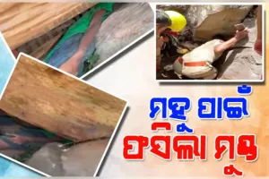 ମହୁ ସଂଗ୍ରହ କରିବାକୁ ଯାଇ ପଥର ଖୋଲରେ ଫସିଗଲା ନାବାଳକଙ୍କ ମୁଣ୍ଡ, ଉଦ୍ଧାର କଲା ଅଗ୍ନିଶମ ବିଭାଗ 