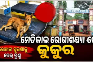 ସାଇଁକୁଳ ମେଡିକାଲ ରୋଗୀଶଯ୍ୟାରେ ଶୋଇଛି କୁକୁର, ସୁରକ୍ଷା କର୍ମୀଙ୍କ କାର୍ଯ୍ୟ ଉପରେ ଉଠିଲା ପ୍ରଶ୍ନ