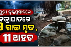 ପୁରୀ କୃଷ୍ଣପ୍ରସାଦରେ ଅଭାବନୀୟ ଘଟଣା: ବଜ୍ରାଘାତରେ ୯ ଗାଈ ମୃତ, ୧୧ ଆହତ