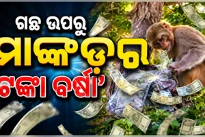 ଗଛ ଉପରୁ ‘ଟଙ୍କା ବର୍ଷା’ କଲା ମାଙ୍କଡ଼, ନୋଟ୍‌ ଗୋଟାଇବାକୁ ଲୋକଙ୍କ ଭିଡ଼