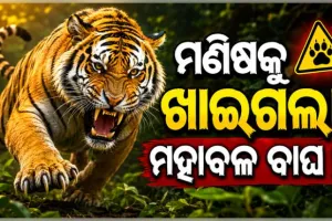 ମୟୂରଭଞ୍ଜ ଜଙ୍ଗଲରେ ବାଘ ଆତଙ୍କ ! ମଣିଷ ମାରି ଖାଇଲା ମହାବଳ, ଜଙ୍ଗଲରେ ପଡିଛି ବ୍ୟକ୍ତିଙ୍କ କ୍ଷତାକ୍ତ ଗୋଡ଼