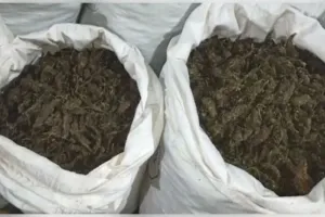 ଆନ୍ତରାଜ୍ୟ ଗଞ୍ଜେଇ ମାଫିଆଙ୍କୁ ରିମାଣ୍ଡରେ ନେବାକୁ STF କାର୍ଯ୍ୟାଳୟରେ ଛତିଶଗଡ଼ ପୋଲିସ