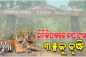 ଶିମିଳିପାଳରେ ବଢ଼ିଲା ବାଘ ସଂଖ୍ୟା, ଯମୁନା ଓ ଜିନତକୁ ମିଶାଇ ମୋଟ୍ ୩୫ ବାଘ