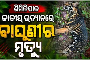 ଶିମିଳିପାଳ ଜାତୀୟ ଉଦ୍ୟାନରେ କଳା ବାଘୁଣୀ ମୃତଦେହ ଉଦ୍ଧାର, ମୃତ୍ୟୁର କାରଣ ଅସ୍ପଷ୍ଟ