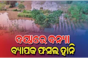 ଦୟାନଦୀର ବନ୍ୟାପାଣିରେ ଜଳମଗ୍ନ ଚାଷଜମି, ବ୍ୟାପକ ଫସଲ ହାନି ପରେ ଚିନ୍ତାରେ ଚାଷୀକୂଳ