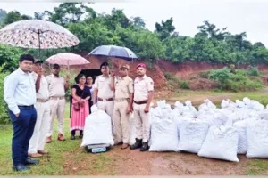 କାଲିମେଳା ପୋଲିସକୁ ବଡ଼ ସଫଳତା: ଚଢ଼ାଉବେଳେ ଜଙ୍ଗଲରୁ କୋଟିଏ ଟଙ୍କାର ଗଞ୍ଜେଇ ଜବତ