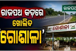 ରାଜପଥରେ ବୁଲାଗୋରୁଙ୍କ ଯୋଗୁଁ ହେଉଥିବା ଦୁର୍ଘଟଣା ରୋକିବାକୁ ନୂଆ ପଦକ୍ଷେପ: ଜାତୀୟ ରାଜପଥ କଡ଼ରେ ଖୋଲିବ 'ଗୋଶାଳା'