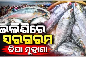 ମତ୍ସ୍ୟଜୀବୀଙ୍କ ଜାଲରେ ପଡିଲା ଟନ୍ ଟନ୍ ଇଲିଶି, ୩୦ ଟନ୍‌ରୁ ଅଧିକ ମାଛ ଧରି ଦିଘା ମୁହାଣରେ ଲାଗିଲା ଟ୍ରଲର 