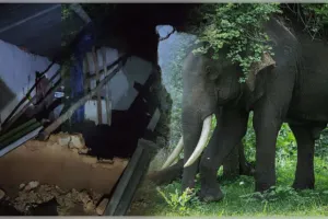 କରଞ୍ଜିଆରେ ଦନ୍ତାହାତୀ ଆତଙ୍କ: ଘର ଭାଙ୍ଗିଲା, ୫ବର୍ଷର ଶିଶୁକୁ କଚାଡି ମାରିଲା