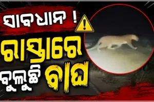 ସୁନାବେଡ଼ା ଅଭୟାରଣ୍ୟରେ ଦୁଇଟି କଲରାପତରିଆ ବାଘ ଠାବ, ଭୟଭୀତ ସ୍ଥାନୀୟ ଲୋକ 