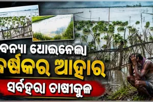 ସର୍ବହରା ଚାଷୀକୁଳ: ବନ୍ୟା ଧୋଇନେଲା ବର୍ଷକର ଆହାର, ସାନି ବେଉଷଣ ପାଇଁ ସମୟ ନାହିଁ