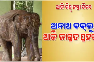ଆଜି ବିଶ୍ବ ହସ୍ତୀ ଦିବସ: ଅନାଥ ବବ୍‌ଲୁ ଏବେ ଶିମିଳିପାଳର ଜାଗ୍ରତ ପ୍ରହରୀ