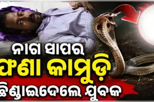 ଅନ୍ଧବିଶ୍ୱାସର କରୁଣ ଚିତ୍ର: ଗୁଣିଆ କଥାରେ ପଡ଼ି ଜୀବନ୍ତ ନାଗ ସାପକୁ କାମୁଡ଼ି ମାରିଦେଲା ଯୁବକ