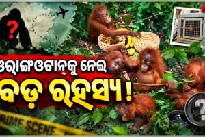 ବାଲେଶ୍ୱରରେ ୫ ଓରାଙ୍ଗଓଟାନ ଛୁଆ ଉଦ୍ଧାର ଘଟଣା: ହଜାର ହଜାର କିଲୋମିଟର ଦୂରରୁ କିପରି ଆସିଲେ ଏହି ବିରଳ ବନ୍ୟଜନ୍ତୁ?