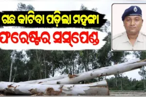 ମନଇଛା ଗଛ କାଟିବା ଅଭିଯୋଗରେ ଡାବୁଗାଁ ରେଞ୍ଜ ମୈଦଲପୁର ସେକ୍ସନ ଫରେଷ୍ଟର ନିଲମ୍ବିତ
