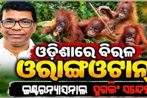 ବାଲେଶ୍ୱରରୁ ଓରାଙ୍ଗଉଟାନ୍‌ ଉଦ୍ଧାର ଘଟଣା: ଅନ୍ତର୍ଜାତୀୟ ଚୋରାଚାଲାଣ ଲିଙ୍କ୍ ଆଶଙ୍କା କଲେ ଜଙ୍ଗଲ ମନ୍ତ୍ରୀ