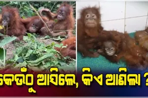 ଓରାଙ୍ଗଉଟାନ ଚାଲାଣକାରୀଙ୍କ ବିରୋଧରେ କଡ଼ା କାର୍ଯ୍ୟାନୁଷ୍ଠାନ ଗ୍ରହଣ କରାଯିବ: ଜଙ୍ଗଲ ମନ୍ତ୍ରୀ