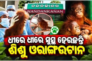 ବାଲେଶ୍ୱରରୁ ଉଦ୍ଧାର ୫ ଓରାଙ୍ଗଓଟାନ ଛୁଆଙ୍କ ସ୍ୱାସ୍ଥ୍ୟବସ୍ଥାରେ ସୁଧାର, ନନ୍ଦନକାନନରେ ଚାଲିଛି ଚିକିତ୍ସା