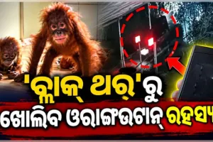 ଖୁବଶୀଘ୍ର ଖୋଲିବ ଓରାଙ୍ଗଉଟାନ ରହସ୍ୟ: ଦୀଘା ହୋଟେଲ୍‌ରେ ଛାନ୍‌ଭିନ୍‌, ୩ ଜଣଙ୍କୁ ଉଠାଇଆଣିଲା ଏସ୍‌ଟିଏଫ୍‌