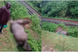ଟ୍ରେନ ଧକ୍କାରେ ଦନ୍ତା ହାତୀର ମୃତ୍ୟୁ, ବନ ବିଭାଗର ତଦନ୍ତ ଆରମ୍ଭ