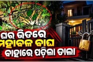ଘରେ ପଶିଲା ମହାବଳ ବାଘ, ବାହାରୁ ତାଲା ପକାଇ ଆବଦ୍ଧ କଲେ ଗାଁ ଲୋକେ