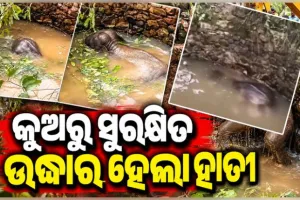 ପରିତ୍ୟକ୍ତ କୂଅରେ ଖସିପଡିଥିଲା ହାତୀ, ସୁରକ୍ଷିତ ଉଦ୍ଧାର କଲେ ବନବିଭାଗ କର୍ମଚାରୀ