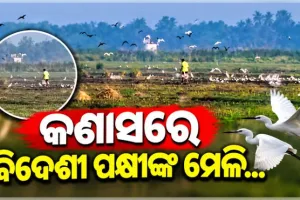 କଣାସରେ ହଜାର ହଜାର ବିଦେଶୀ ପକ୍ଷୀଙ୍କ ଆଗମନ: ବେଆଇନ ଶିକାର ନେଇ ପରିବେଶବିତ୍‌ଙ୍କ ଉଦ୍‌ବେଗ