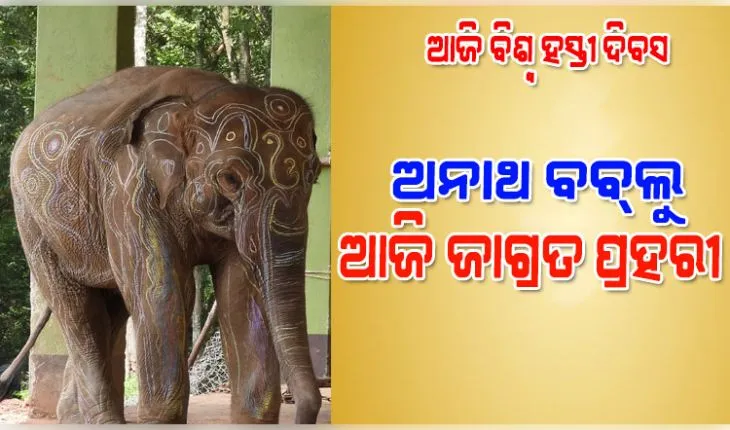 ଆଜି ବିଶ୍ବ ହସ୍ତୀ ଦିବସ: ଅନାଥ ବବ୍‌ଲୁ ଏବେ ଶିମିଳିପାଳର ଜାଗ୍ରତ ପ୍ରହରୀ