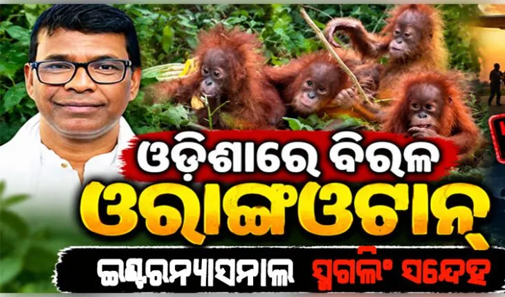 ବାଲେଶ୍ୱରରୁ ଓରାଙ୍ଗଉଟାନ୍‌ ଉଦ୍ଧାର ଘଟଣା: ଅନ୍ତର୍ଜାତୀୟ ଚୋରାଚାଲାଣ ଲିଙ୍କ୍ ଆଶଙ୍କା କଲେ ଜଙ୍ଗଲ ମନ୍ତ୍ରୀ