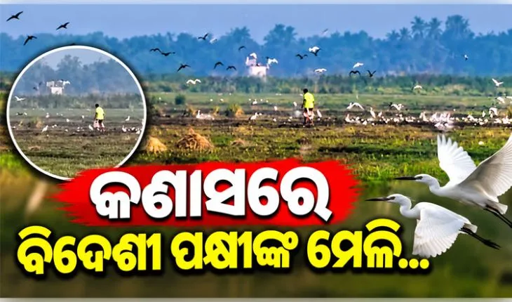 କଣାସରେ ହଜାର ହଜାର ବିଦେଶୀ ପକ୍ଷୀଙ୍କ ଆଗମନ: ବେଆଇନ ଶିକାର ନେଇ ପରିବେଶବିତ୍‌ଙ୍କ ଉଦ୍‌ବେଗ