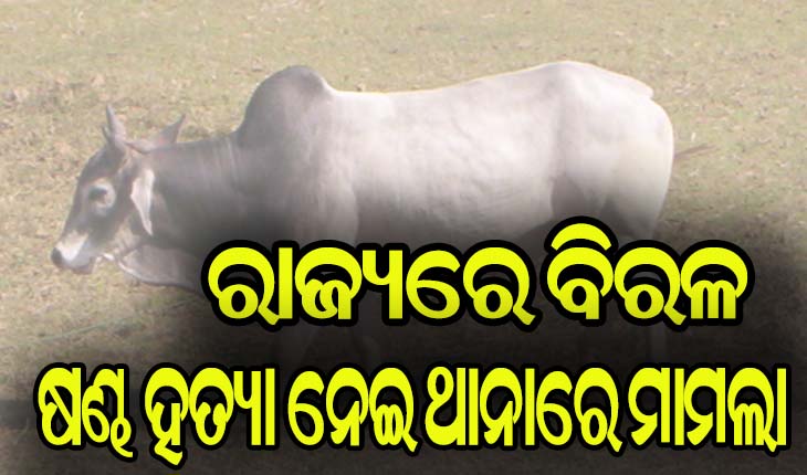 ରଘୁନାଥପୁର ଗାଁରେ କଙ୍ଗାରୁକୋର୍ଟ, ଷଣ୍ଢ ହତ୍ୟା ନେଇ ସଦରଥାନାରେ ମାମଲା