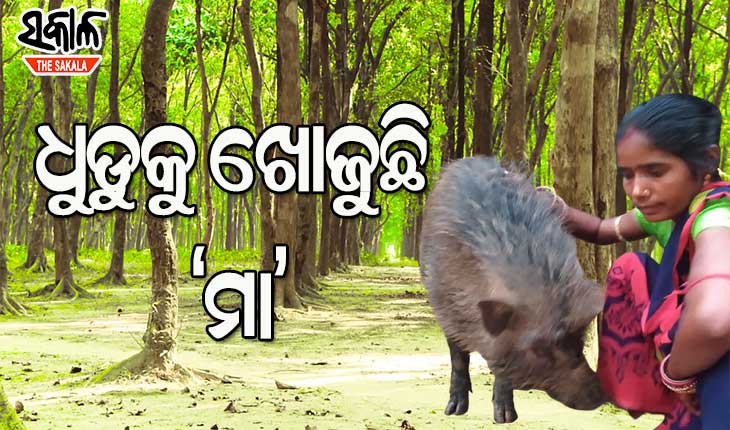 ଧୁଡୁକୁ ଖୁଆଇବା ପାଇଁ ଜଙ୍ଗଲରେ ପାଗଳିଙ୍କ ପରି ବୁଲୁଛନ୍ତି କୁନ୍ତଳା
