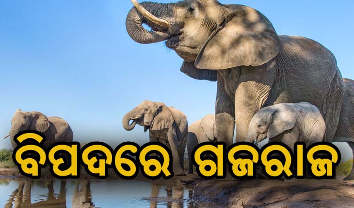 ବିପଦରେ ଗଜରାଜ, ୧୦ ବର୍ଷରେ ମରିଛନ୍ତି ୮୪୩ ହାତୀ
