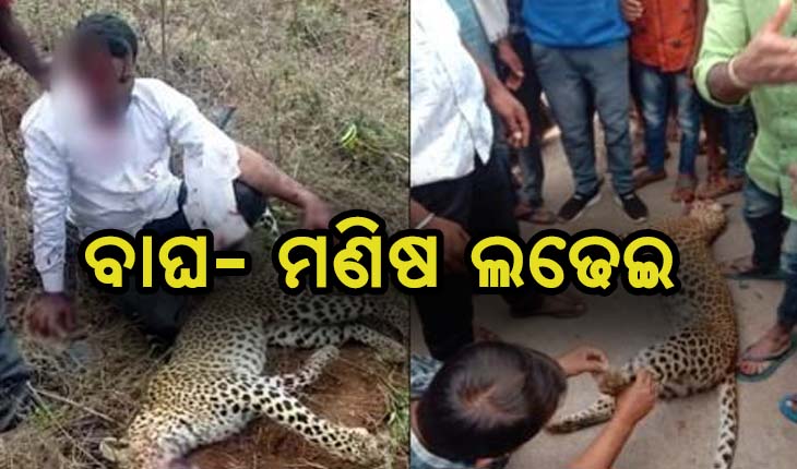 ବାଘ- ମଣିଷ ଲଢେଇ, ପରିବାରକୁ ବଞ୍ଚାଇବା ପାଇଁ ବାଡେଇ ବାଡେଇ ମାରିଲେ ବାଘକୁ
