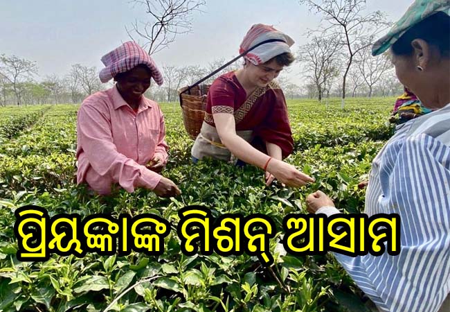 ଆସାମ ଉପରେ ପ୍ରିୟଙ୍କାଙ୍କ ନଜର, ଚା’ ବଗିଚାରୁ ଚା’ ପତ୍ର ତୋଳିଲେ ପ୍ରିୟଙ୍କା