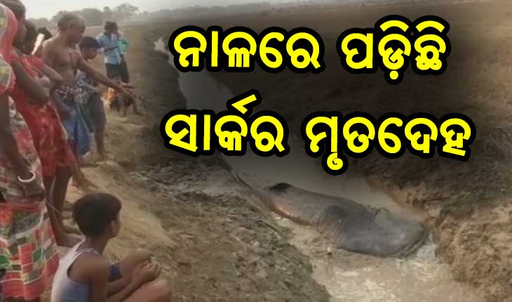 ନାଳରେ ପଡ଼ିଛି ସାର୍କ ମାଛର ମୃତଦେହ