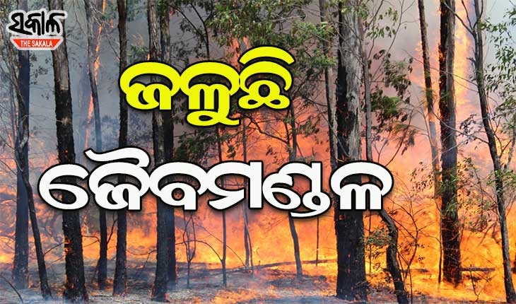 ନିଆଁ ଆଁରେ ଓଡ଼ିଶାର ଅଧା ଜଙ୍ଗଲ : ୨୧୪ ଜଙ୍ଗଲ ହୁତୁ ହୁତୁ ହୋଇ ଜଳୁଛି