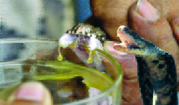 ରାଜଧାନୀରେ ସାପବିଷ କାରବାରର ଆନ୍ତର୍ଜାତିକ ଲିଙ୍କ୍;‌ ବନ ବିଭାଗର ଶିରପୀଡ଼ା, ତଦନ୍ତ କରିବ କ୍ରାଇମବ୍ରାଞ୍ଚ!
