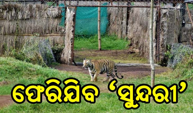 ଯନ୍ତାରେ ଧରାପଡିଲାନି, ଶେଷରେ ଟ୍ରାଙ୍କୁଲାଇଜ୍ ହେଲା ସୁନ୍ଦରୀ